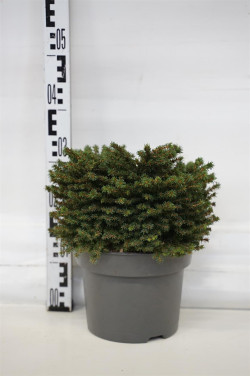 Eglė paprastoji (Lot Picea abies) 'Little Gem' C5/P23 30-40 CM | EGLĖS | SPYGLIUOČIAI
