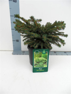 Eglė paprastoji (Lot Picea abies) 'Nidiformis' C2/P17 15-20 CM