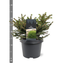 Eglė paprastoji (Lot Picea abies) 'Nidiformis' C3/P19 25-30 CM | EGLĖS | SPYGLIUOČIAI