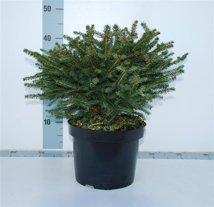 Eglė paprastoji (Lot Picea abies) 'Nidiformis' C5/P23 30-40 CM | EGLĖS | SPYGLIUOČIAI