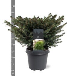Eglė paprastoji (Lot Picea abies) 'Nidiformis' C5/P23 40-50 CM | EGLĖS | SPYGLIUOČIAI
