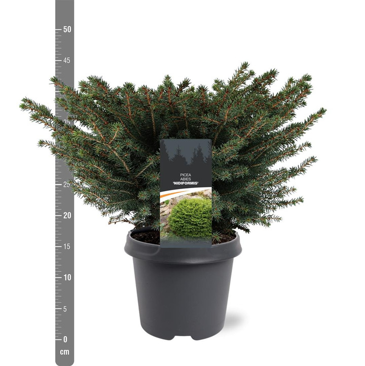 Eglė paprastoji (Lot Picea abies) 'Nidiformis' C5/P23 40-50 CM | EGLĖS | SPYGLIUOČIAI