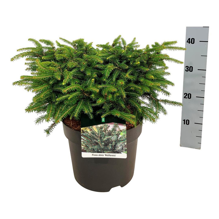 Eglė paprastoji (Lot Picea abies) 'Nidiformis' C7,5/P26 30-40 CM | EGLĖS | SPYGLIUOČIAI