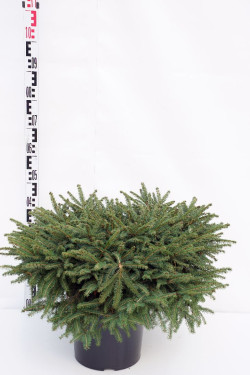 Eglė paprastoji (Lot Picea abies) 'Nidiformis' C15 60-70 CM - nuotrauka 1