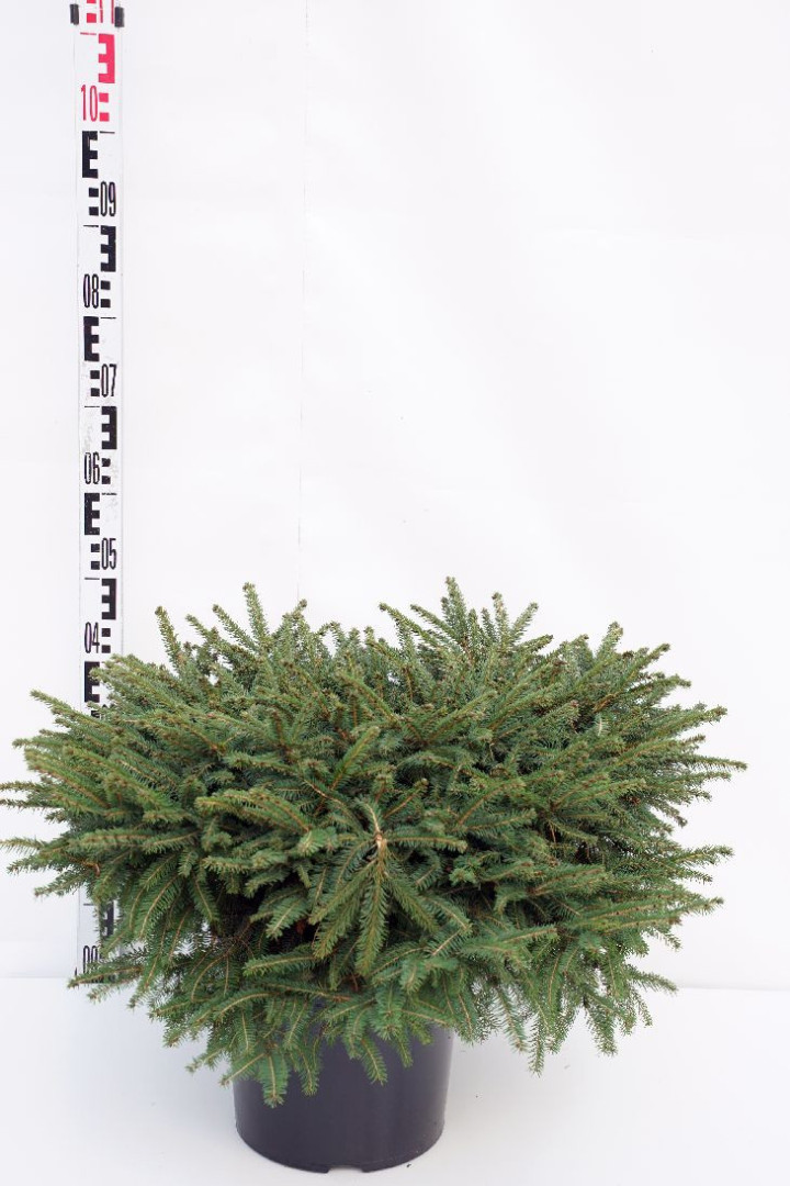 Eglė paprastoji (Lot Picea abies) 'Nidiformis' C15 60-70 CM
