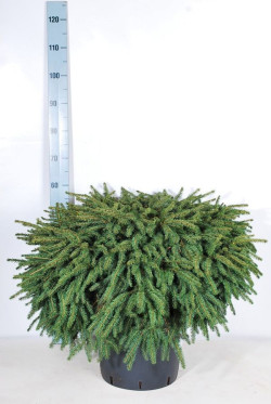 Eglė paprastoji (Lot Picea abies) 'Nidiformis' C15 60-70 CM - nuotrauka 2