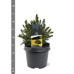 Eglė paprastoji (Lot Picea abies) 'Tompa' C3/P19 20-25 CM | EGLĖS | SPYGLIUOČIAI