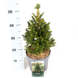 Eglė paprastoji (Lot Picea abies) 'Will's Zwerg' C2,5/P18 20-25 CM | EGLĖS | SPYGLIUOČIAI