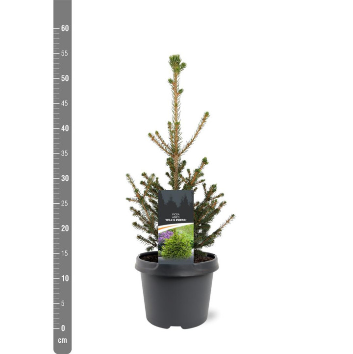 Eglė paprastoji (Lot Picea abies) 'Will's Zwerg' C3/P19 30-40 CM