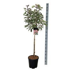 Eglė paprastoji (Lot Picea abies) 'Will's Zwerg' C7,5/P26 50-60 CM