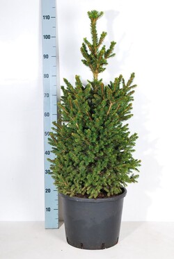 Eglė paprastoji (Lot Picea abies) 'Will's Zwerg' C15 100-120 CM