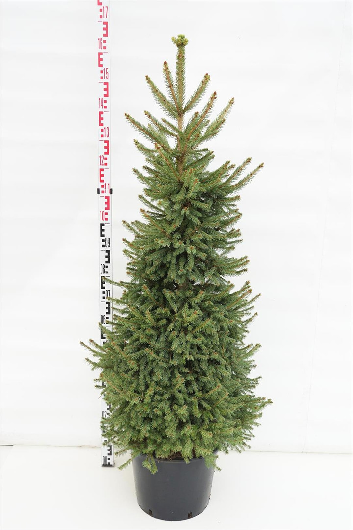Eglė paprastoji (Lot Picea abies) 'Will's Zwerg' C15 120-140 CM