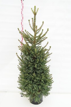 Eglė paprastoji (Lot Picea abies) 'Will's Zwerg' C15 140-160 CM