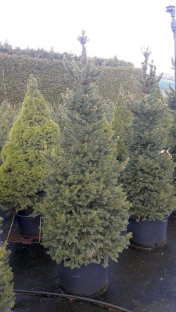 Eglė paprastoji (Lot Picea abies) 'Will's Zwerg' C35 160-180 CM