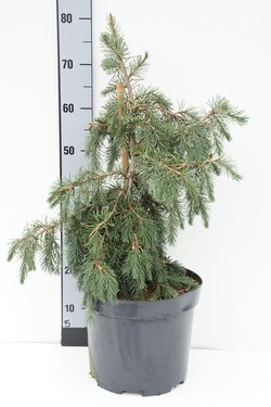 Eglė brevero (Lot Picea breweriana) C10 50-60 CM | EGLĖS | SPYGLIUOČIAI