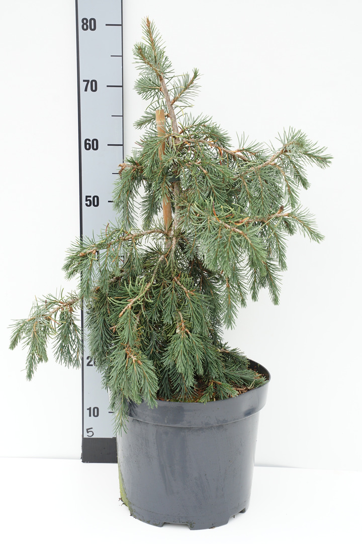 Eglė brevero (Lot Picea breweriana) C10 50-60 CM | EGLĖS | SPYGLIUOČIAI