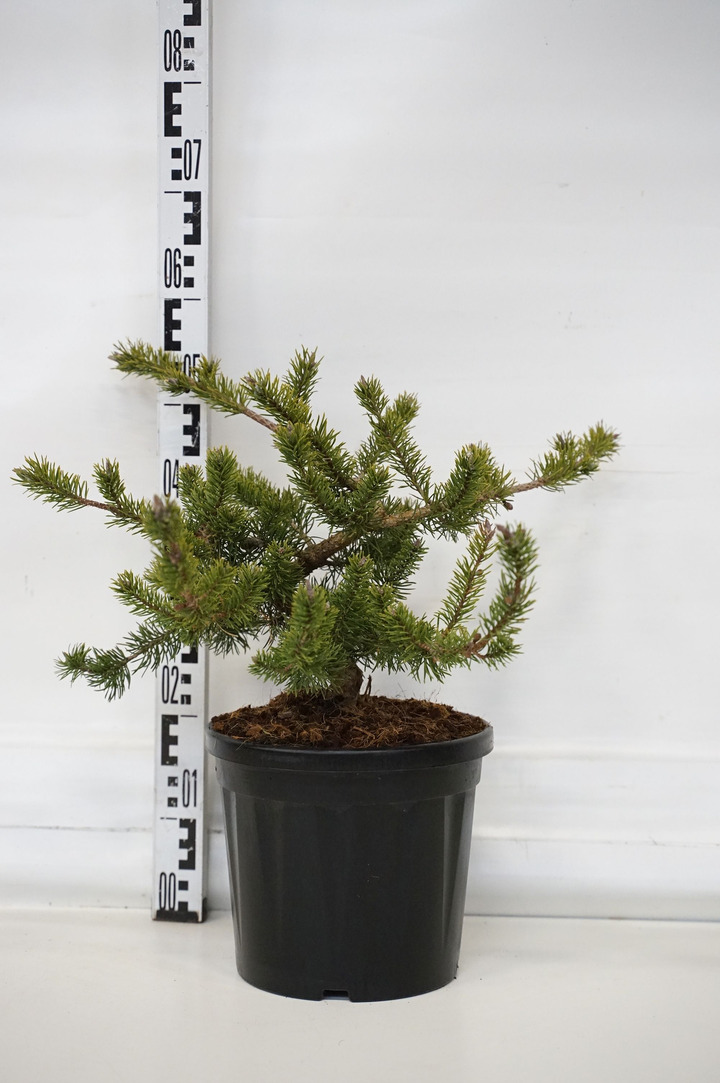 Pušis bankso (Lot Pinus banksiana) 'Velda' C7,5/P26 30-40 CM | PUŠYS | SPYGLIUOČIAI
