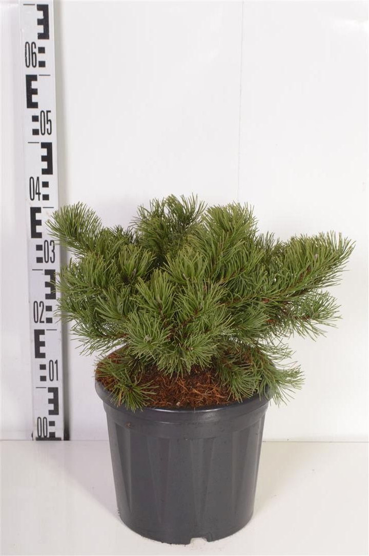 Pušis bankso (Lot Pinus banksiana) 'Velda' C7,5/P26 30-40 CM | PUŠYS | SPYGLIUOČIAI