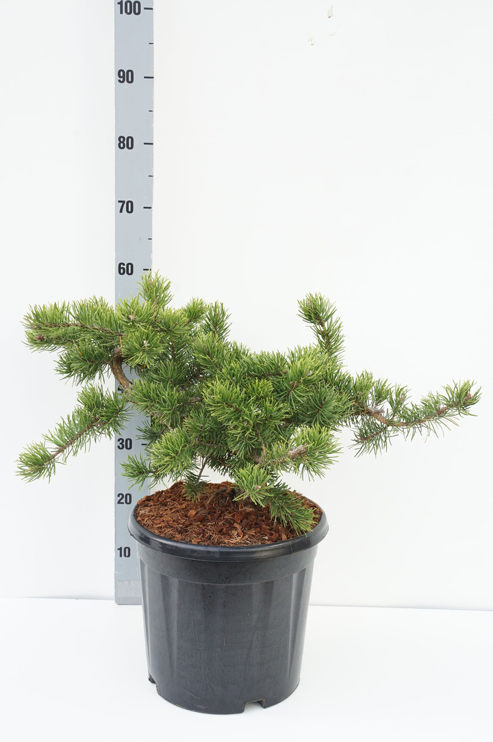 Pušis bankso (Lot Pinus banksiana) 'Velda' C15 40-50 CM