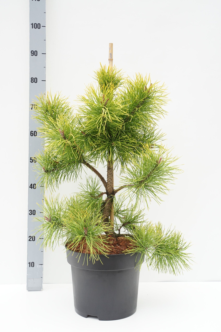 Pušis suktaspyglė (Lot Pinus contorta) 'Chief Joseph' C10 60-80 CM