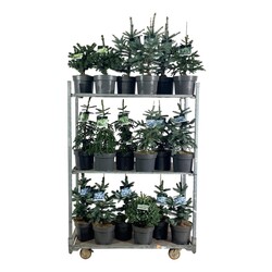 Eglė MIX (Lot Picea in)  C7,5/P26