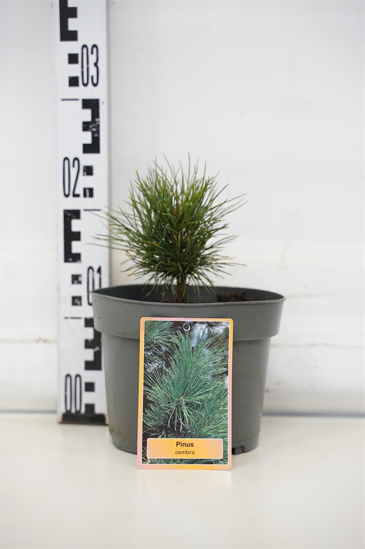 Pušis kedrinė  (Lot Pinus cembra)  C2/P17 10-15 CM