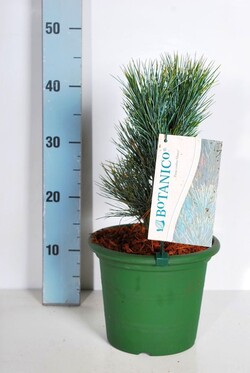 Pušis kedrinė  (Lot Pinus cembra) 'Glauca' C4/P21 20-25 CM - nuotrauka 2