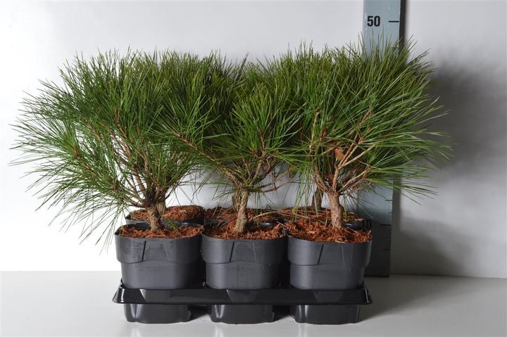 Pušis gausiažiedė (Lot Pinus dens.) 'Alice Verkade' C2/P17