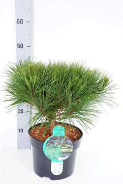 Pušis gausiažiedė (Lot Pinus dens.) 'Alice Verkade' C5/P23 30-40 CM