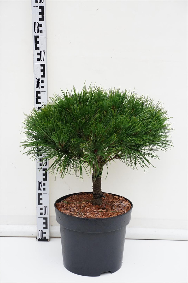 Pušis gausiažiedė (Lot Pinus dens.) 'Alice Verkade' C10 40-50 CM | PUŠYS | SPYGLIUOČIAI