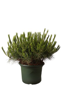 Pušis gausiažiedė (Lot Pinus dens.) 'Alice Verkade' C15 60-70 CM