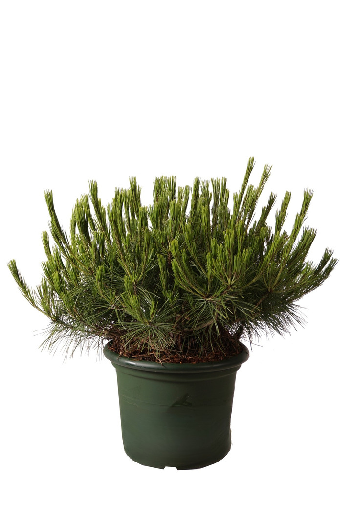 Pušis gausiažiedė (Lot Pinus dens.) 'Alice Verkade' C15 60-70 CM