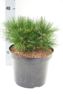 Pušis gausiažiedė (Lot Pinus dens.) 'Benelux' C7,5/P26 20-25 CM