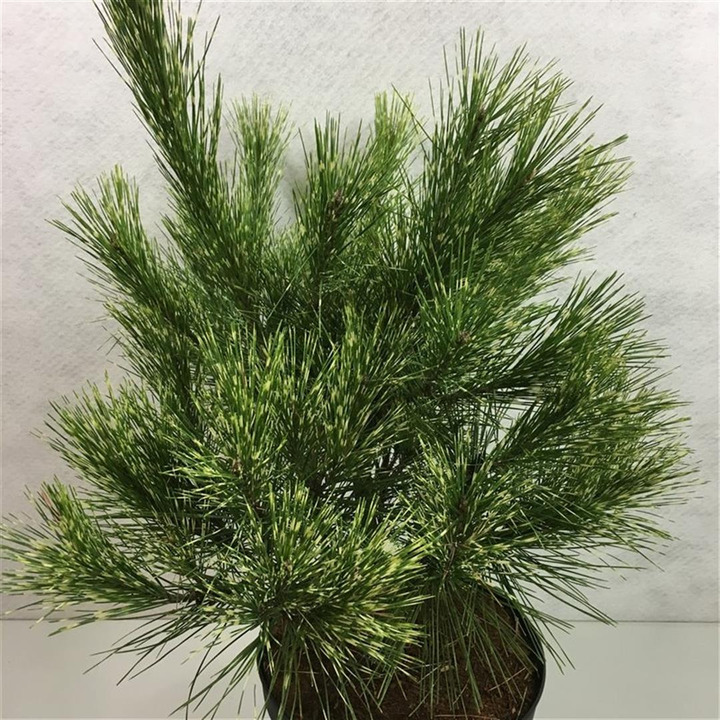 Pušis gausiažiedė (Lot Pinus d.) 'Burk's Red Variegata' C10 40-50 CM