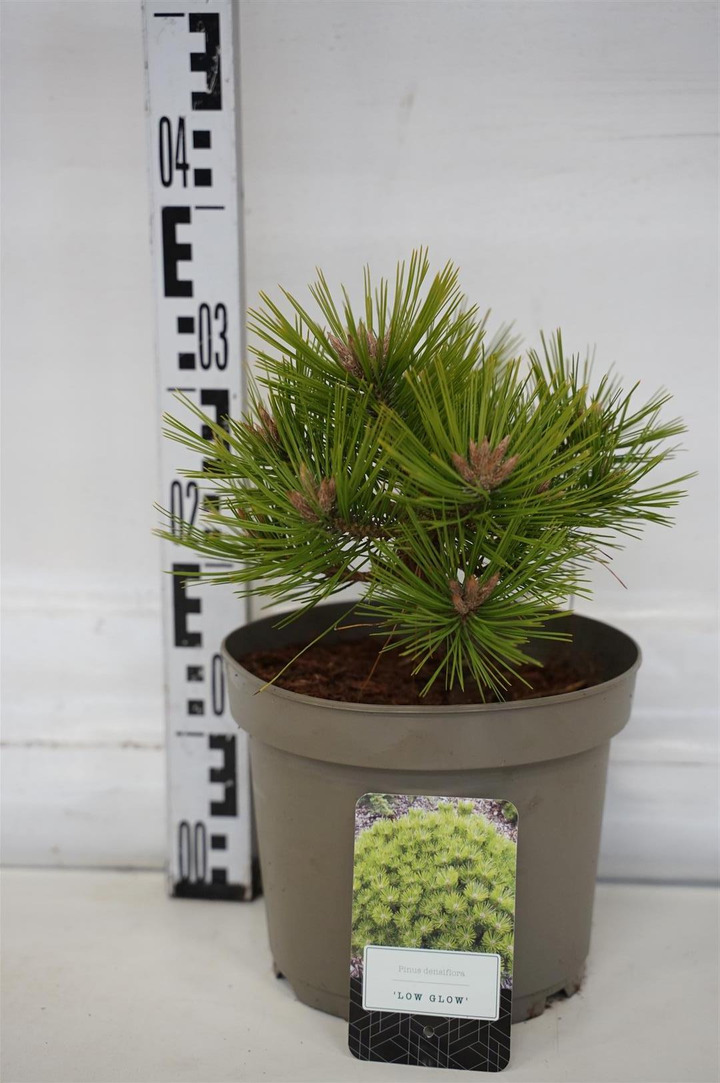 Pušis gausiažiedė (Lot Pinus dens.) 'Low Glow' C5/P23 25-30 CM