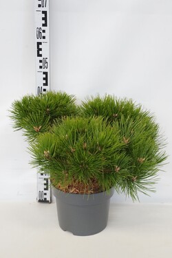 Pušis gausiažiedė (Lot Pinus dens.) 'Low Glow' C5/P23 30-40 CM