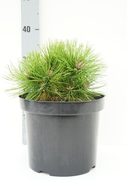 Pušis gausiažiedė (Lot Pinus dens.) 'Low Glow' C7,5/P26 20-25 CM