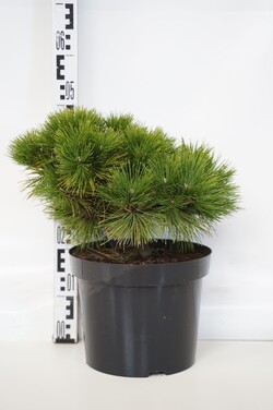 Pušis gausiažiedė (Lot Pinus dens.) 'Low Glow' C10 40-50 CM - nuotrauka 1