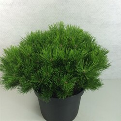 Pušis gausiažiedė (Lot Pinus dens.) 'Low Glow' C10 40-50 CM - nuotrauka 2