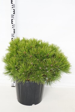Pušis gausiažiedė (Lot Pinus dens.) 'Low Glow' C20 50-55 CM - nuotrauka 1
