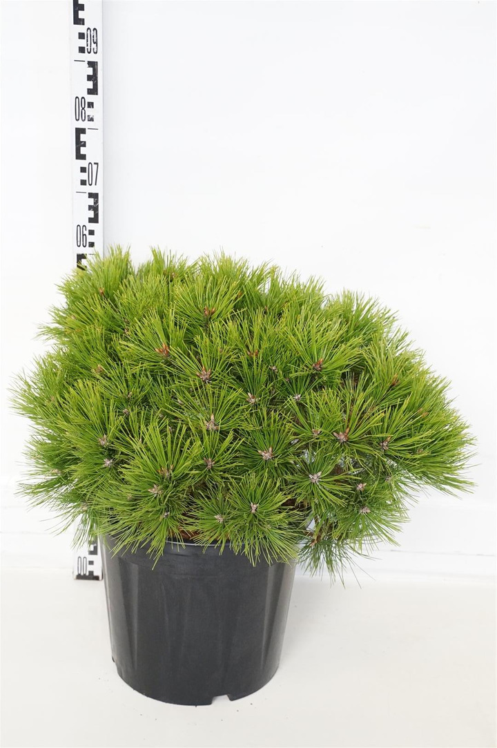 Pušis gausiažiedė (Lot Pinus dens.) 'Low Glow' C20 50-55 CM