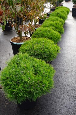 Pušis gausiažiedė (Lot Pinus dens.) 'Low Glow' C20 50-55 CM - nuotrauka 2