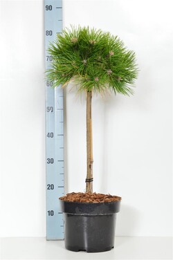 Pušis gausiažiedė (Lot Pinus dens.) 'Low Glow' C5/P23 STIEBAS 40 CM