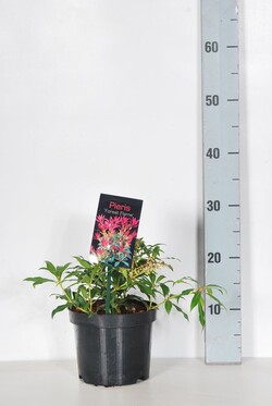 Bereinutis (Lot Pieris) 'Forest Flame' C2/P17 20-25 CM | KITI KRŪMAI | KRŪMAI