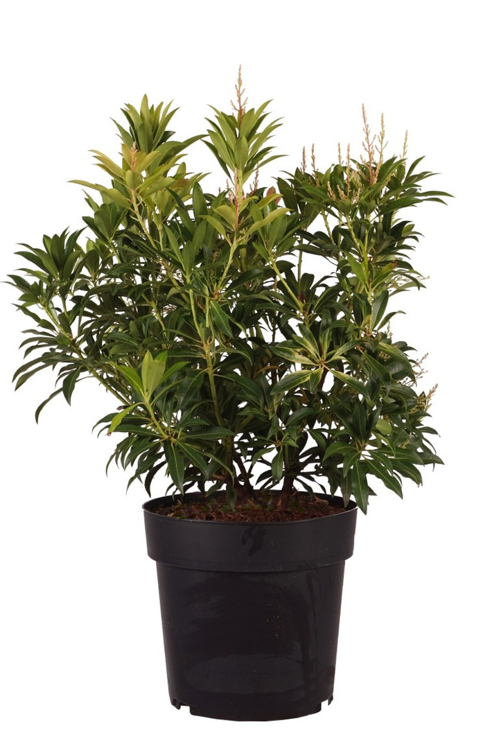Bereinutis (Lot Pieris) 'Forest Flame' C5/P23 40-50 CM