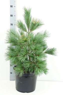 Pušis lanksčioji (Lot Pinus flexilis) 'Pygmaea' C12 60-70 CM