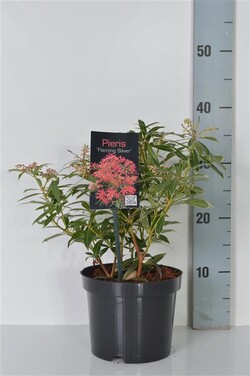 Bereinutis (Lot Pieris) 'Flaming Silver' C2/P17 20-25 CM | KITI KRŪMAI | KRŪMAI