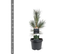 Pušis lanksčioji (Lot Pinus flex.) 'Vanderwolf's Pyramid' C3/P19 30-40 CM - nuotrauka 1
