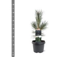 Pušis lanksčioji (Lot Pinus flex.) 'Vanderwolf's Pyramid' C3/P19 30-40 CM - nuotrauka 2
