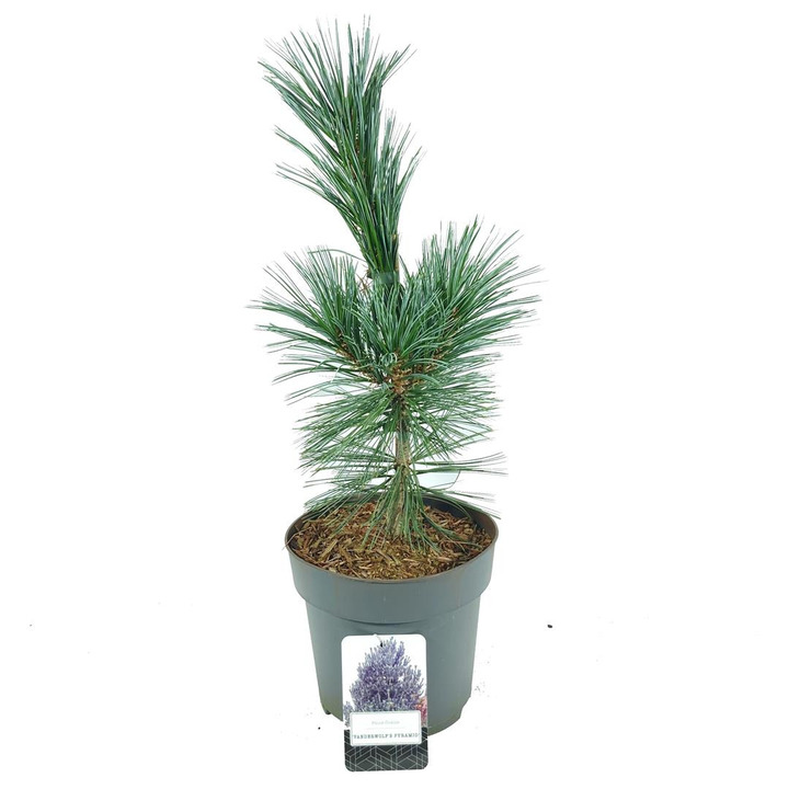Pušis lanksčioji (Lot Pinus flex.) 'Vanderwolf's Pyramid' C5/P23 30-40 CM | PUŠYS | SPYGLIUOČIAI